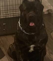 Cane Corso Puppy (14 Month) for sale
