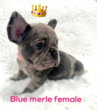 French Bulldog Female puppy