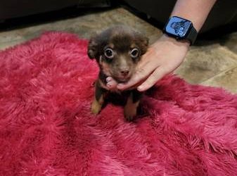 9 Week Old Chihuahua Puppies For Sale