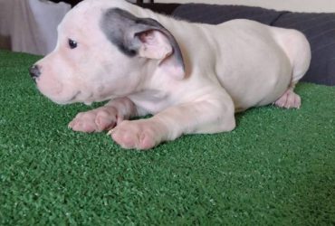 American Bully Puppies in Texas
