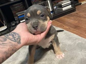 American Bully Puppies (Tri Colored)