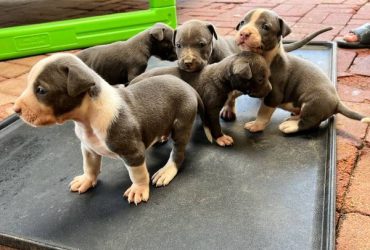 Blue Nose Pitbull Puppies For Sale