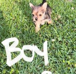 Chorkie Puppies For Sale (Yorkie/Chihuahua Mix)