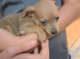Chihuahua Pitbull Mix Puppies