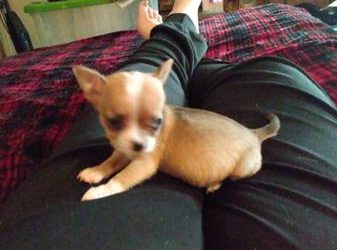 Chihuahua Puppies For Sale in Minneapolis