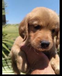 Golden Retriever Puppies For Sale in Georgia