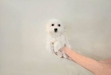 MaltiPoo & ShihPoo Puppies For Sale