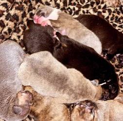 Pitbull Puppies For Sale under $160