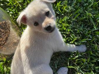 Pomchi Puppies For Sale