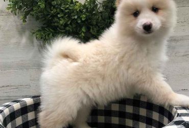 Pomsky Puppies For Sale in Texas
