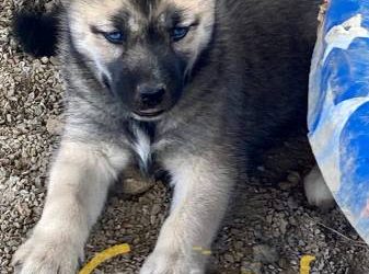 Pomsky Puppies For Sale in Ohio