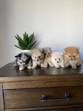 Puppies Minis Pomeranian