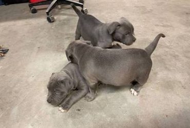 Rehoming Pitbull Puppies
