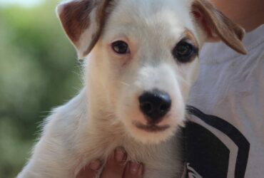 Jack Russell Puppies For Sale Under $300