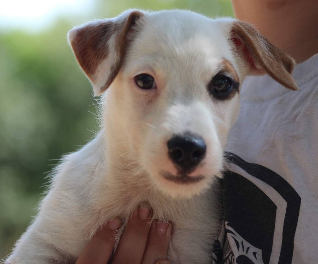 Jack Russell Puppies For Sale Under $300