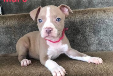 Pitbull Puppies For Sale in Ohio