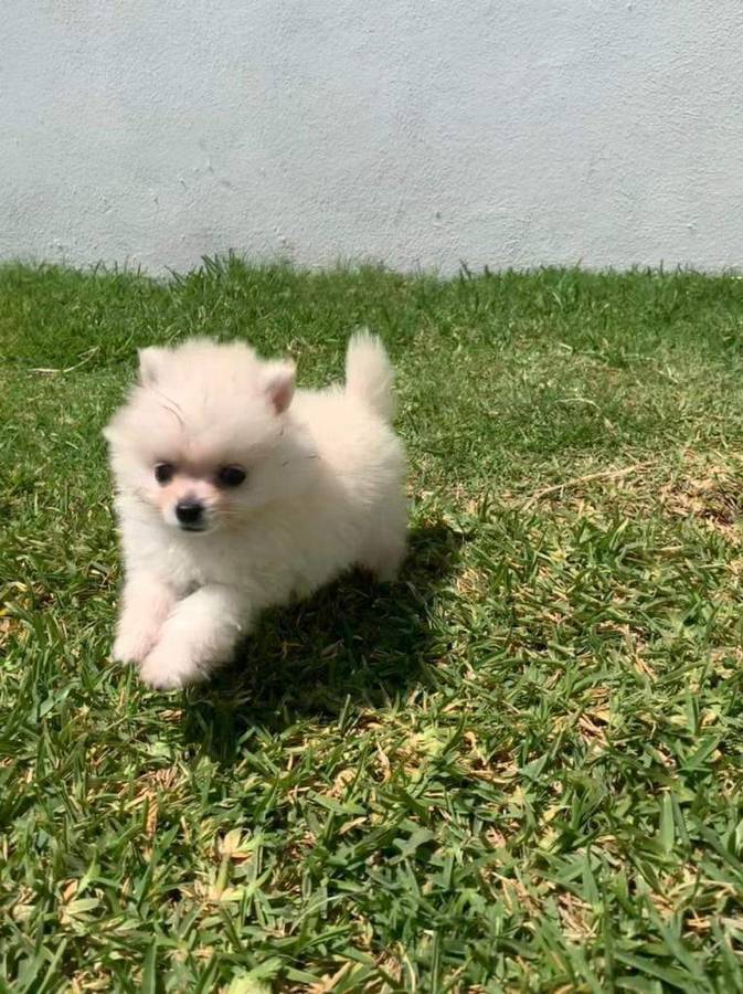 Pomeranian Puppies For Sale $250