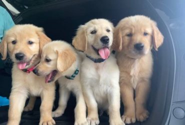 Golden Retriever Puppies (9 Weeks Full AKC)