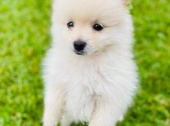 Teacup Pomeranian Puppies For Sale (Rehomming)