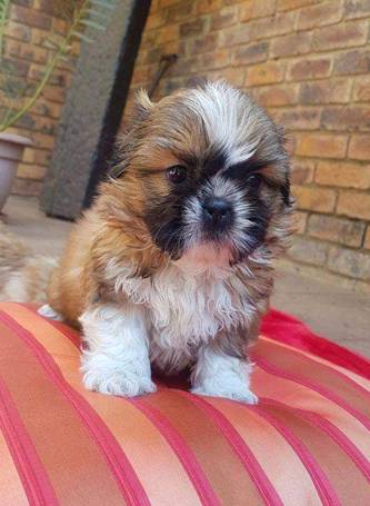 Shih Tzu Puppies For Sale Under $300