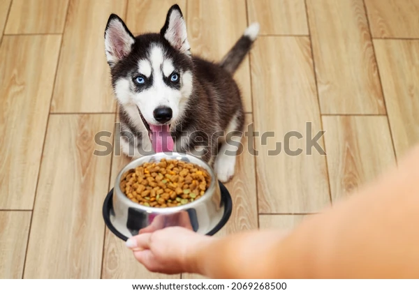 The Ultimate Guide To What Huskies Can & Can’t Eat In 2022