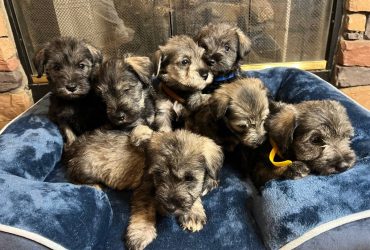 Miniature Schnauzer Puppies $400