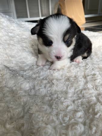 Corgi puppies for adoption (4 girls and 1 boy) For Sale