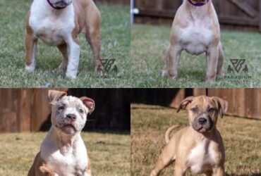 American Bulldog Puppies For Sale Maine – American Bully