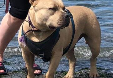 American Bully For Sale Near Me