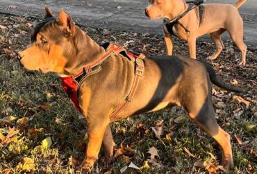 American Bully Puppies For Sale Near Me