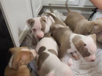 American Bully Puppies For Sale Near Me Female