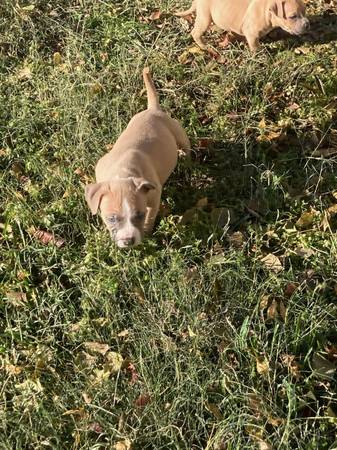 American Bully Puppies For Sale Under $500