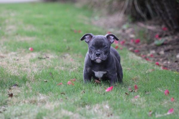 Super American Bully Puppies For Sale Under $500
