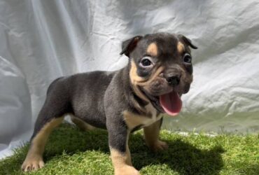 American Bully Puppies For Sale Near Me Females