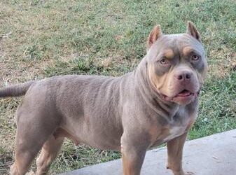 American Bully Puppies For Sale Under $300 Houston