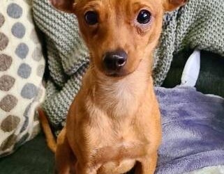 Chihuahua Daschund Mix Puppies For Sale Near Me