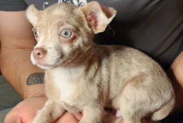 Chihuahua Puppy For Sale $150