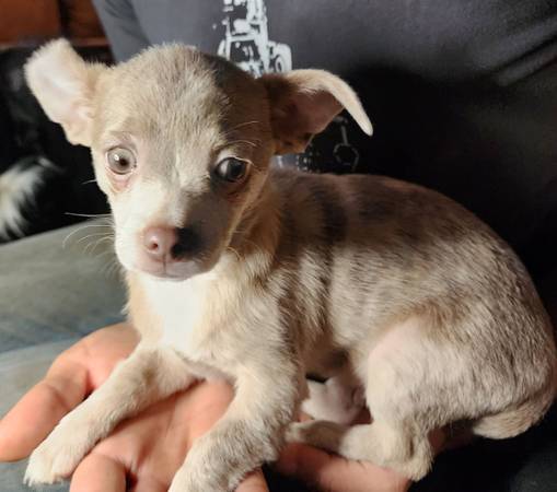 Chihuahua Puppy For Sale $150