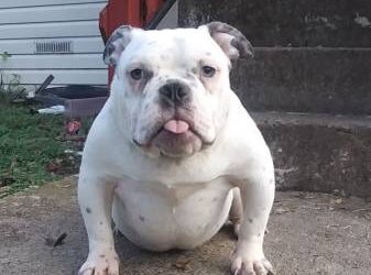 Exotic American Bullies Puppies For Sale Near Me