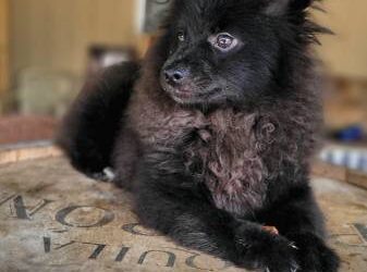 Pomeranian Puppies For Sale $250 Black