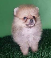 Pomeranian Puppies For Sale $250 Mini pomeranian
