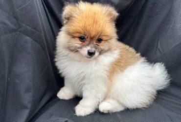 Pomeranian Puppies For Sale $250 – Very Playful