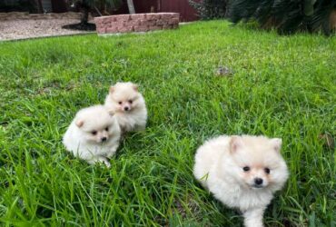 Pomeranian Puppies For Sale $250 perfect x-mas gift