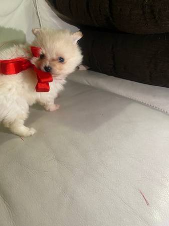 Pomeranian Puppies For Sale $250 with