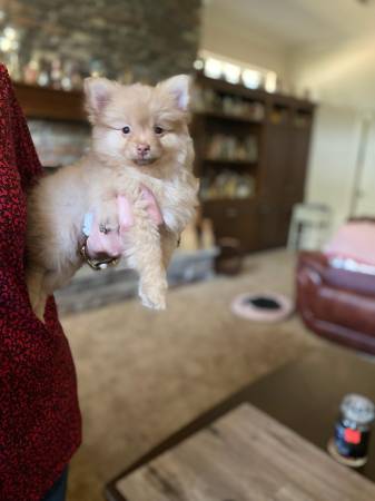 Pomeranian Puppies For Sale $250 Mini