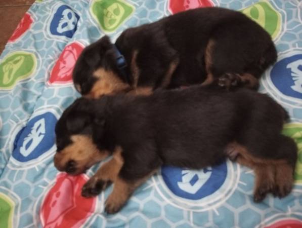Rottle Puppies For Sale Near Me Rottweiler