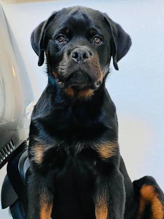 Rottle Puppies For Sale Near Me Serbian Rottweiler