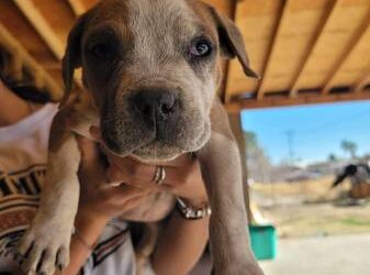 Merle Pitbull Puppies for sale XL