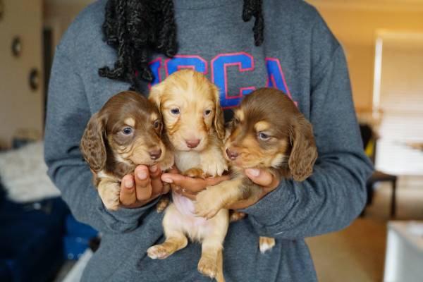 Miniature Dachshund Puppies For sale near me craigslist