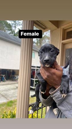 Pitbull Lab Mix Puppies For Sale